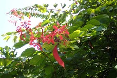 Bauhinia phoenicea